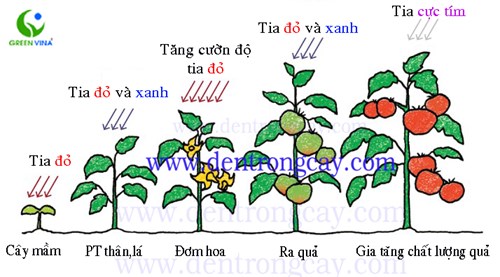 Trẻ tìm hiểu sự phát triển của cây Cà Chua.